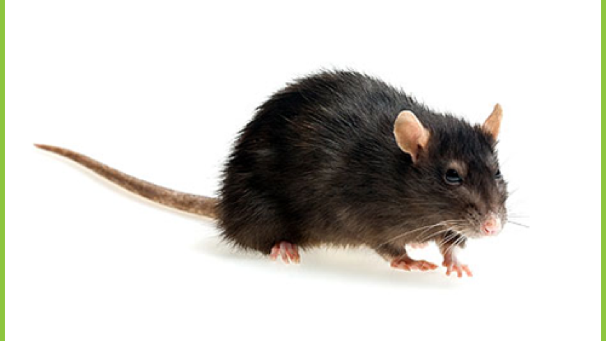 Szczur Śniady (Rattus rattus)