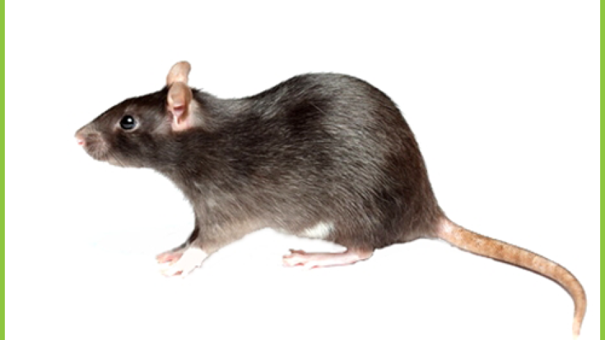 Szczur Wędrowny (Rattus norvegicus)